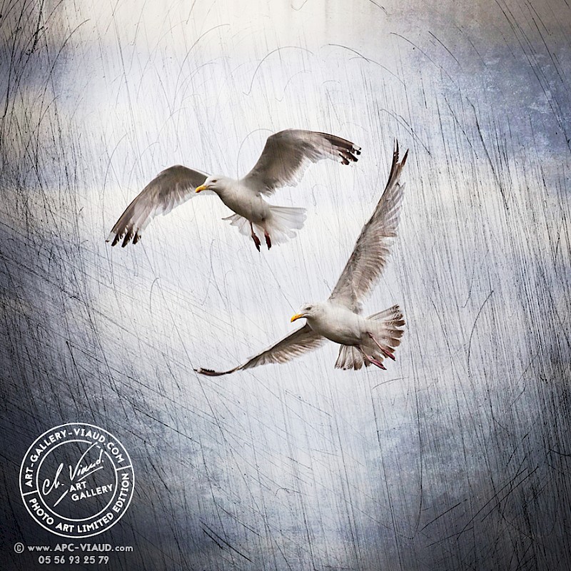 Duo de Mouettes