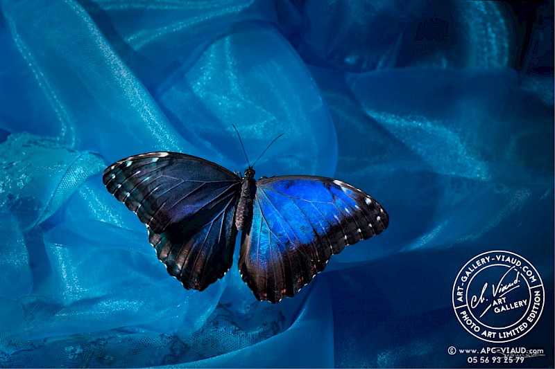 Bleu Morpho