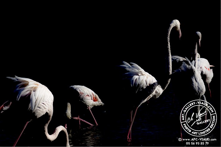 Douce Lumière sur Flamants