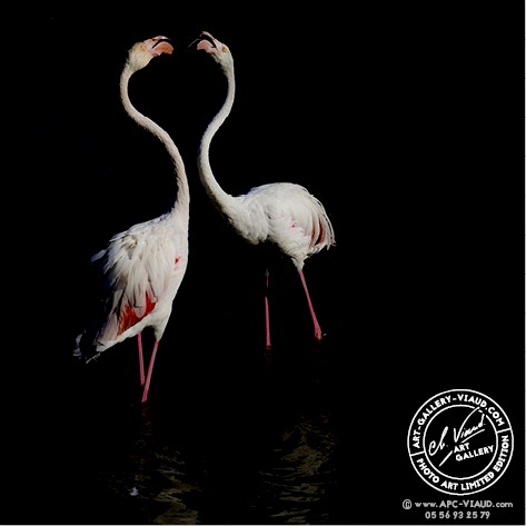 Flamants en Conversation