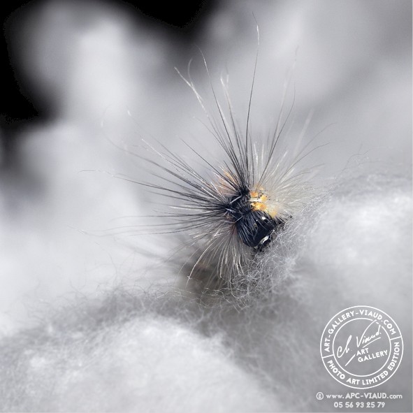 Chenille dans le nuage
