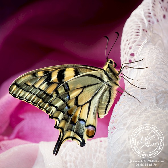 Machaon en dentelle