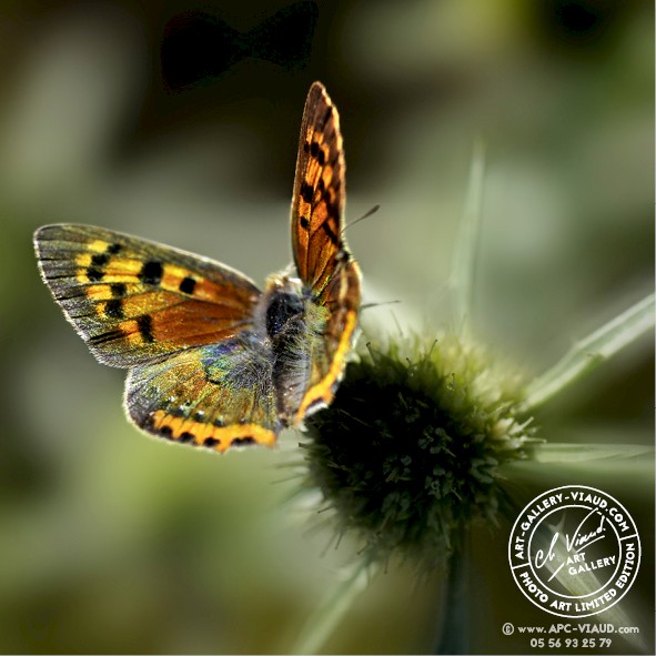 Bronze Lycaena Phlaeas