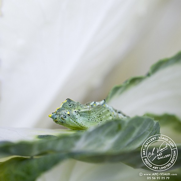 Ce sera un garçon piéride du chou