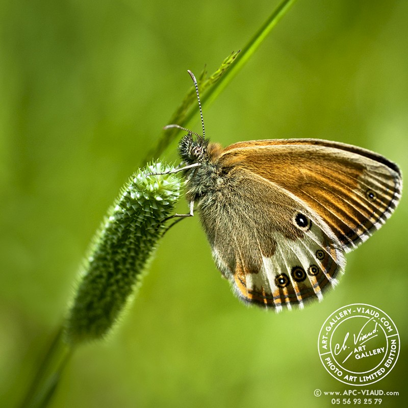 Céphale Coenonympha Arcania