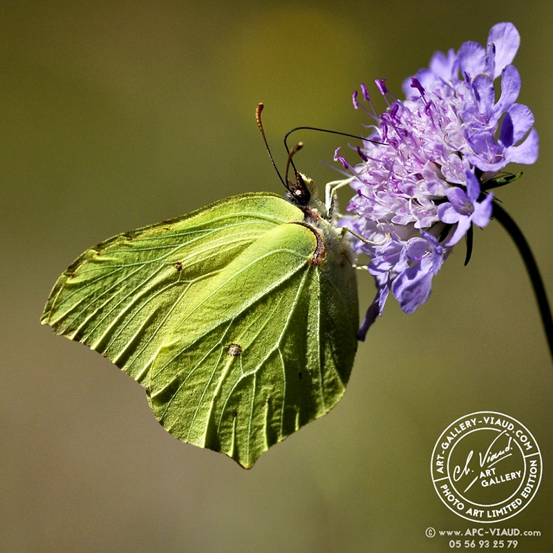 Citron Ciron Gonopteryx Rhamni