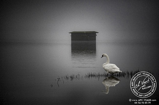 Cygne à la Tonne