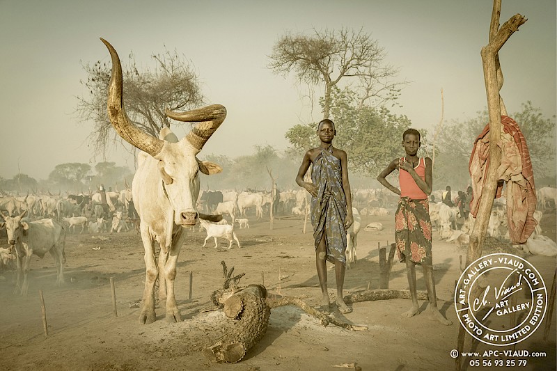 Avec la vache sacrée