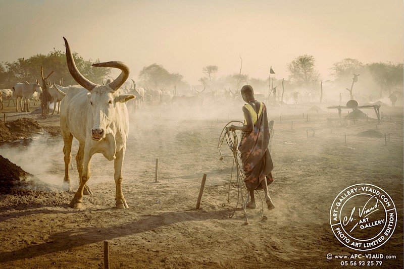 Scène de vie dans un camp de vie d'une vache mundari