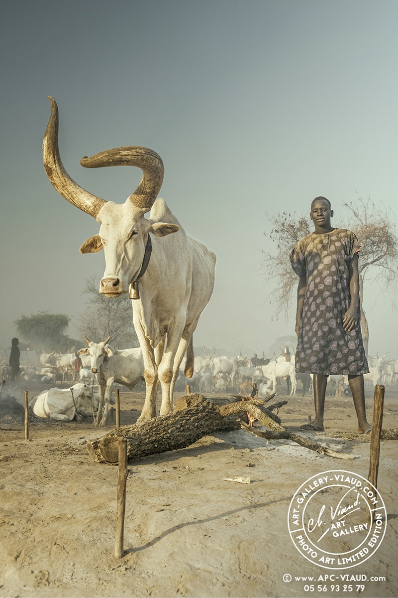 Toi, ma vache sacrée